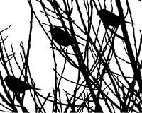 silhouette birds