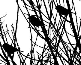 silhouette birds by -BLOOS-