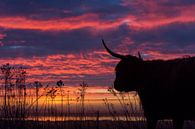 Schottische Highlander bei Sonnenaufgang von Harry Kolenbrander Miniaturansicht