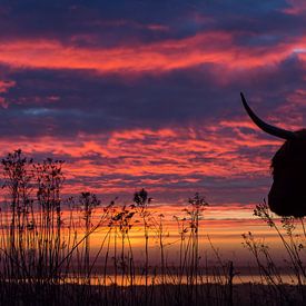 Scottish Highlander at sunrise by Harry Kolenbrander