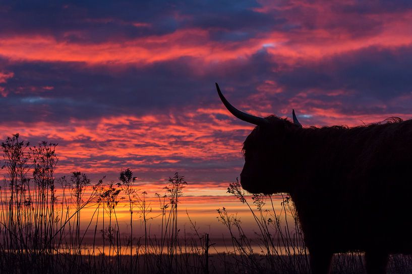 Scottish Highlander at sunrise by Harry Kolenbrander