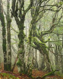 Eerie by Ellen Borggreve