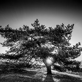 Lonely Pine von Alejandro Quezada