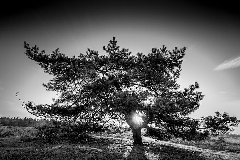 Lonely Pine von Alejandro Quezada