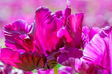 Paarse tulpen in de zon van Jolanda van Straaten