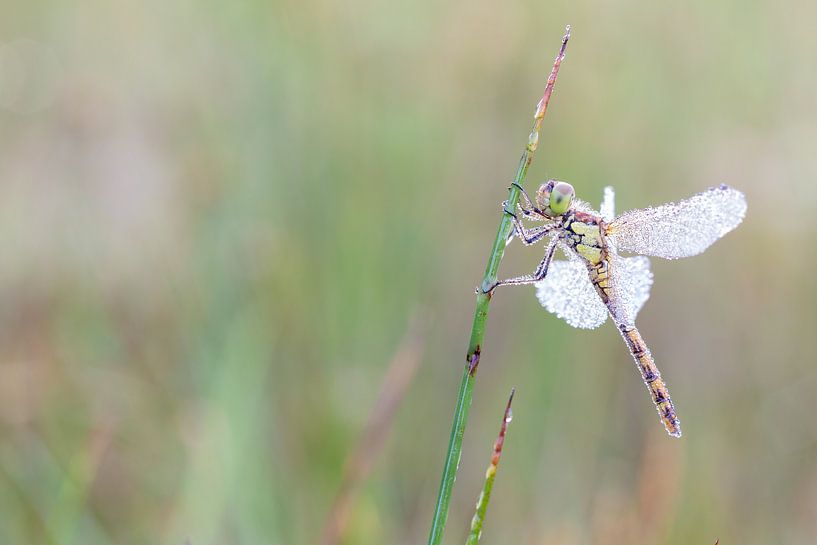 Libelle auf Pflanze von Joop Zandbergen