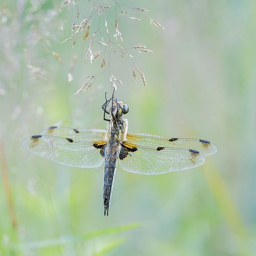 Libelle im Morgenlicht