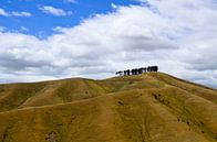 Die Hügel von Blenheim in Neuseeland von Ricardo Bouman Fotografie Miniaturansicht