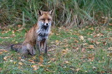 Fox by Merijn Loch