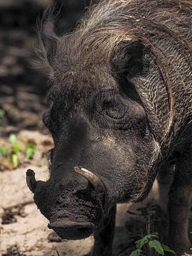 Wrattenzwijn of  Knobbelzwijn : Safaripark Beekse Bergen van Loek Lobel