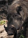 Wrattenzwijn of  Knobbelzwijn : Safaripark Beekse Bergen van Loek Lobel thumbnail