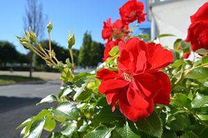 Rote Hochstammrosen am Circus in Putbus auf Rügen
