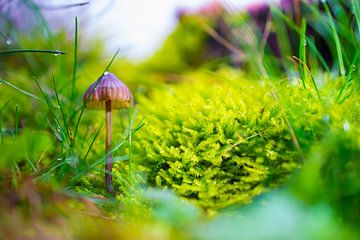 champignon sur John Wieringa