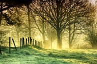 Schinveld Forest by PixelPrestige thumbnail