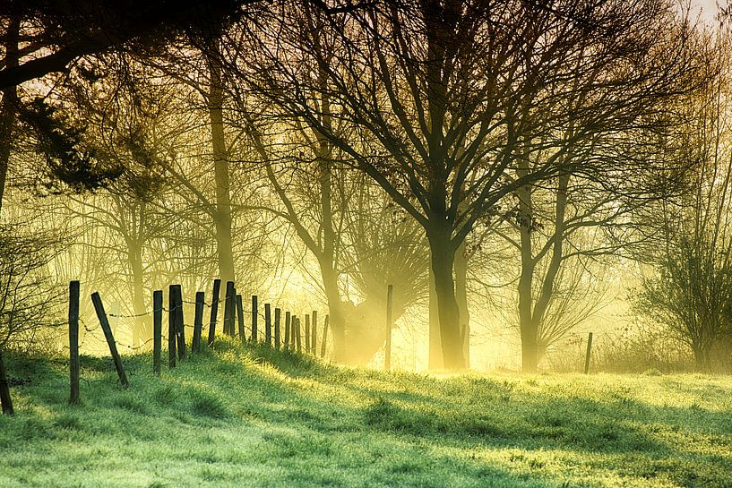 Schinveld Forest by PixelPrestige