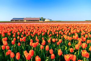 De tulpen boerderij