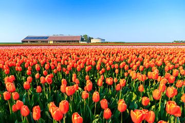 De tulpen boerderij by Dennis van de Water