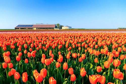 De tulpen boerderij