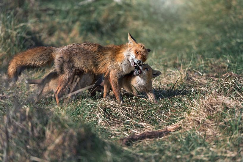 Mother fox feeds her cubs by Jolanda Aalbers