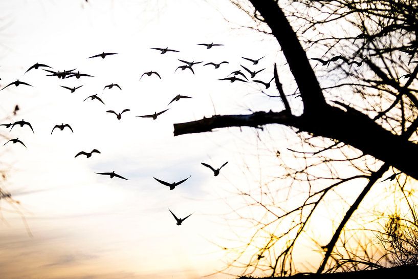 Freedom in Flight: Birds at Sunset by DiJa Photography