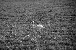 Ein Schwan auf einer Wiese im Emsland