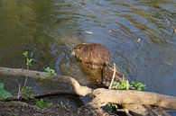 de foto toont wilde levende nutria van Babetts Bildergalerie thumbnail