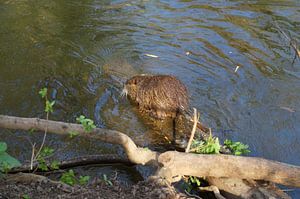 das Bild zeigt wild lebende Nutria