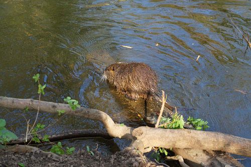de foto toont wilde levende nutria