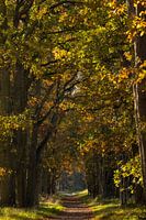 Waldweg mit Eichen in Herbsttönen