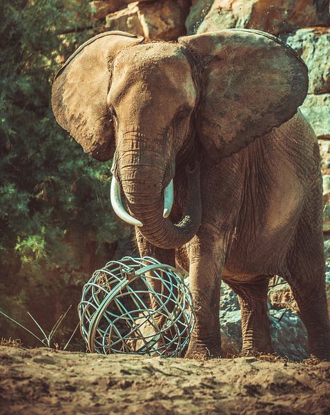 elephant by Dieter Emmerechts