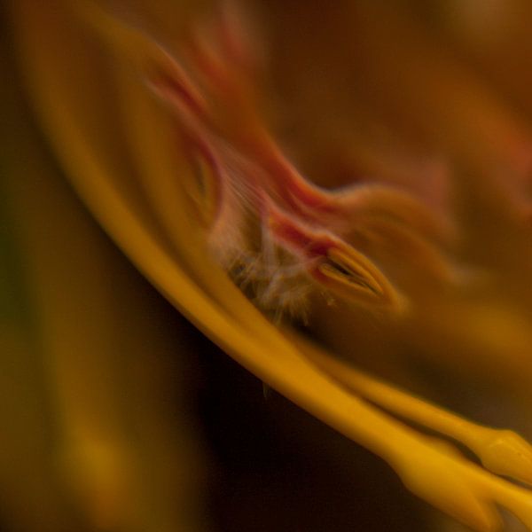 Bloem by Ernie van Beek