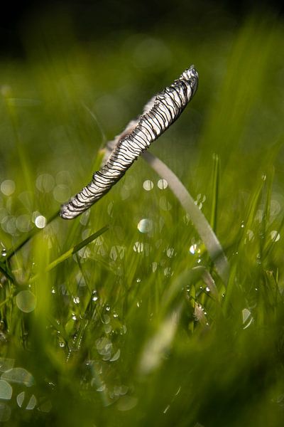 Champignon par Sabine Claus