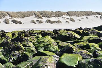 Ameland, Eb, stenen met algen van Hermineke Pijls