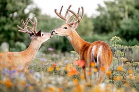Un moment de tendresse entre cerfs dans une nature en fleurs