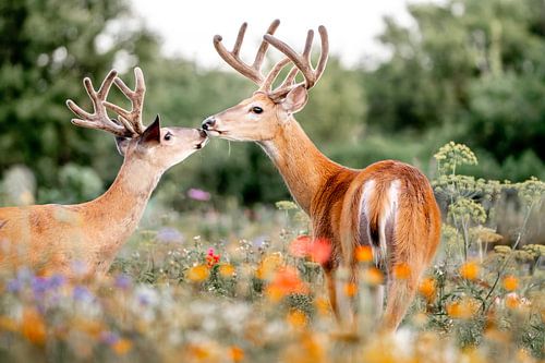 Un moment de tendresse entre cerfs dans une nature en fleurs