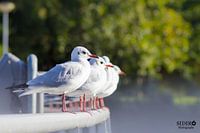 Vogels