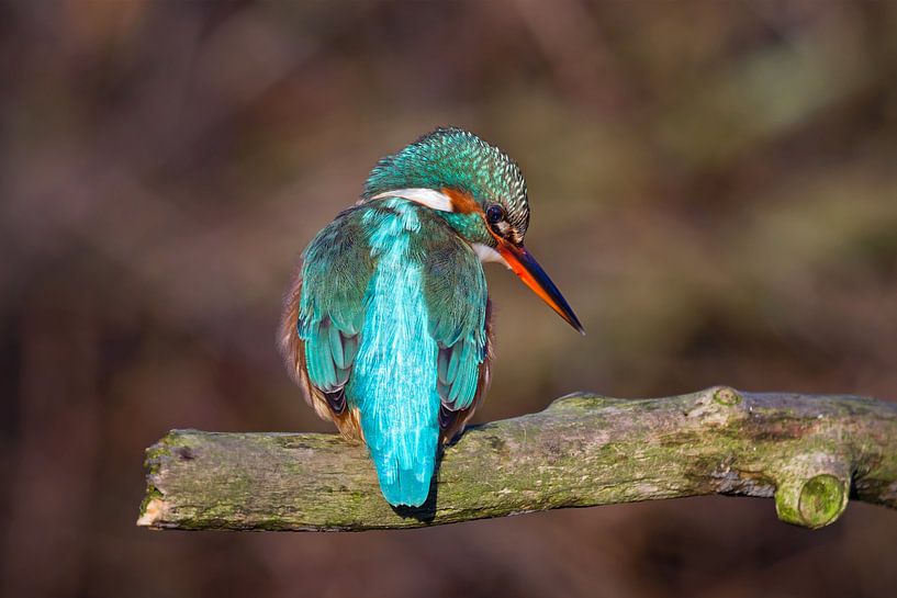 kingfisher waits to see prey by gea strucks