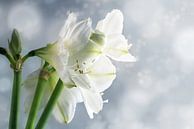Witte amaryllisbloemen (Hippeastrum) tegen een besneeuwde winterse achtergrond, mooie bloemengroetka van Maren Winter thumbnail