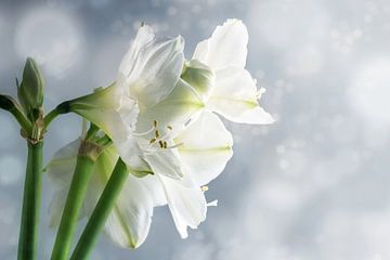 Fleurs blanches d'amaryllis (Hippeastrum) sur fond d'hiver enneigé, belle carte de vœux florale avec