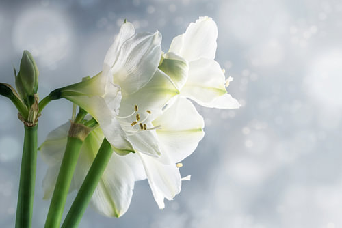 Weiße Amaryllisblüten (Hippeastrum) vor verschneitem Winterhintergrund, schöne Blumengrußkarte mit K