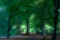 Forest fun