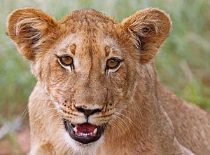 Young lion in Africa sur W. Woyke