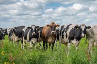Vaches pie curieuses se rendant à l'étable