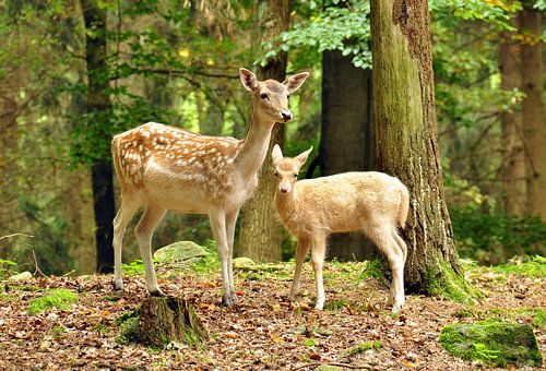 Damhirsche - Kuh und Kalb