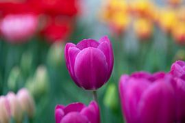 Violette Tulpe in Frühlingspracht