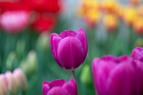 Violette tulp in lentepracht