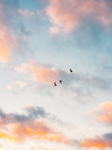 Birds against pink morning sky by Bart-Jan Verhoef Photography