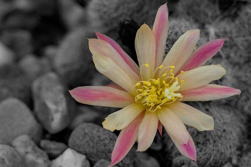 Rebutia heliosa - Kugelkaktus (2)