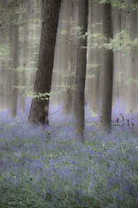 Een dromerige ochtend in het Hallerbos