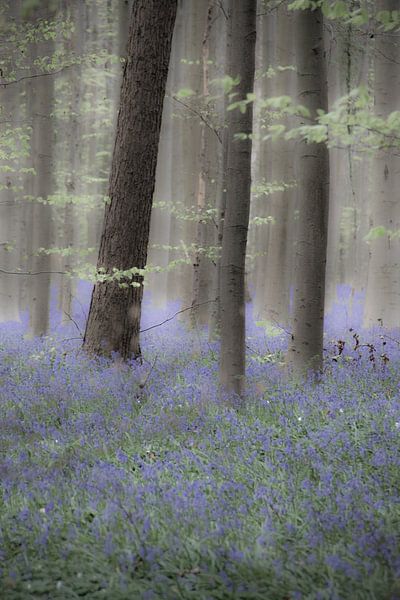Een dromerige ochtend in het Hallerbos von Ronald De Neve